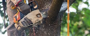 Best Commercial Tree Services  in Mountainhome, PA