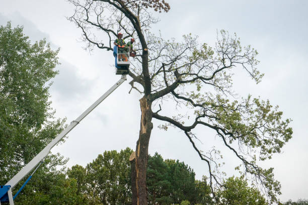 Best Hazardous Tree Removal  in Mountainhome, PA