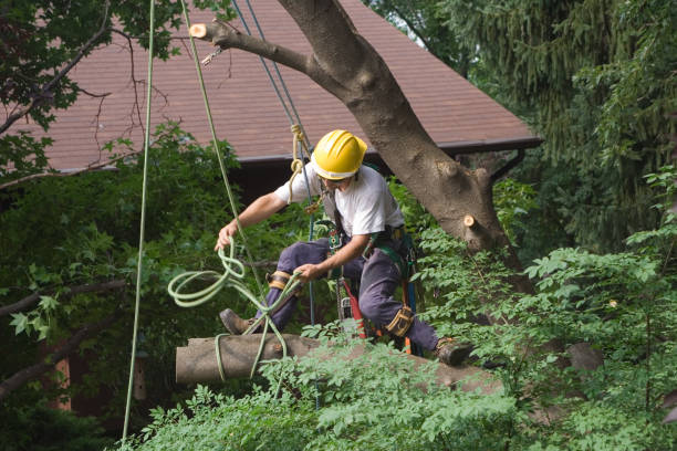 Best Landscape Design and Installation  in Mountainhome, PA