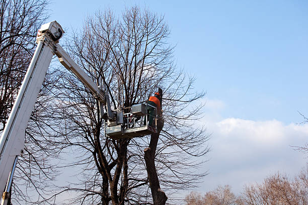 Best Storm Damage Tree Cleanup  in Mountainhome, PA