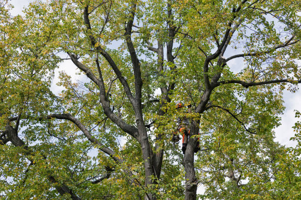 How Our Tree Care Process Works  in  Mountainhome, PA